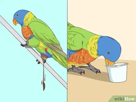 Image titled Spot Signs of Nutritional Disorders in Eclectus Parrots Step 8