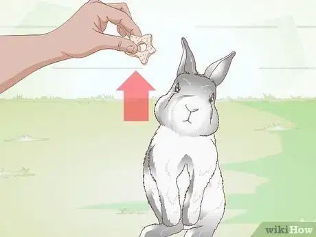 Image titled Exercise Your Rabbit Step 2