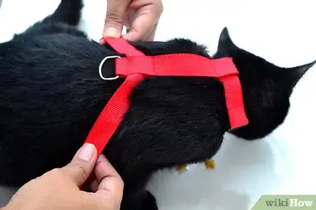 Image titled Put on a Cat Harness Step 10