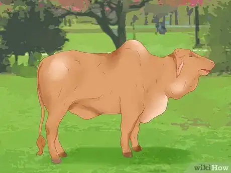 Image titled Know when a Heifer or Cow Is Ready to Be Bred Step 6