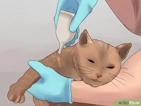 Image titled Treat Flea Bites in Cats Step 16