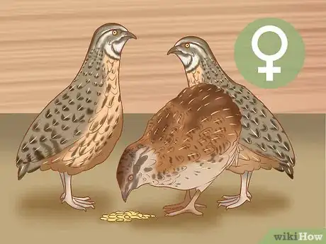 Image titled Get Quails to Lay Eggs Step 12