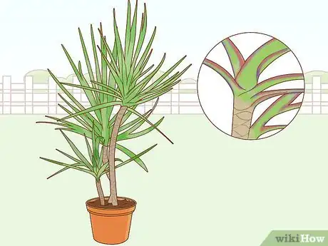 Image titled Care for a Madagascar Dragon Tree Step 1