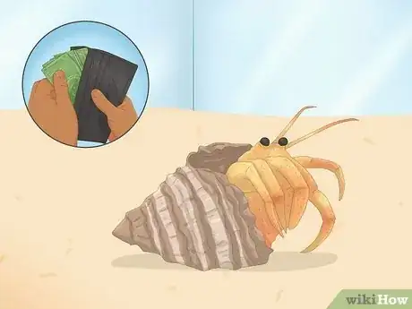Image titled Buy a Pet Hermit Crab Step 4