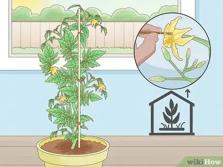 Image titled Pollinate Tomatoes Step 5
