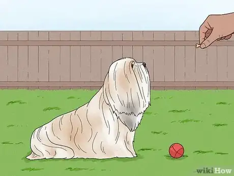 Image titled Identify a Lhasa Apso Step 13