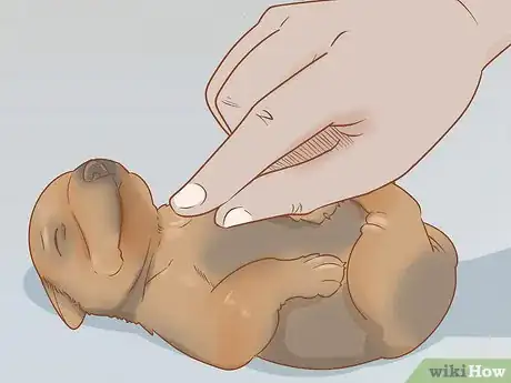 Image titled Revive a Puppy Step 10