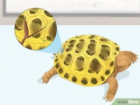 Image titled Bathe a Russian Tortoise Step 11