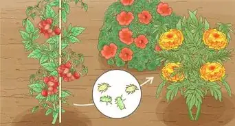 Grow a Tomato Plant