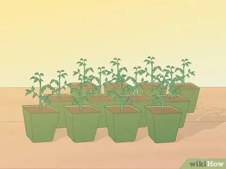 Image titled Grow Tomatoes from Seeds Step 18