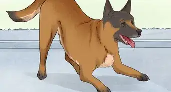 Identify a Belgian Malinois