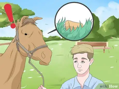Image titled Train a Horse to Lead Step 11