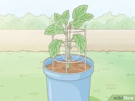 Image titled Grow Eggplants in Pots Step 27