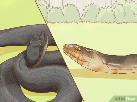 Image titled Differentiate Between Poisonous Snakes and Non Poisonous Snakes Step 7