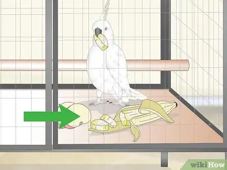 Image titled Feed a Cockatoo Step 9