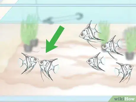 Image titled Breed Freshwater Angelfish Step 10