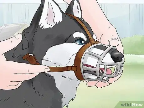 Image titled Use a Muzzle to Correct Nipping in Dogs Step 6
