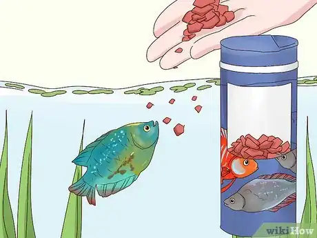 Image titled Care for a Dwarf Gourami Step 10