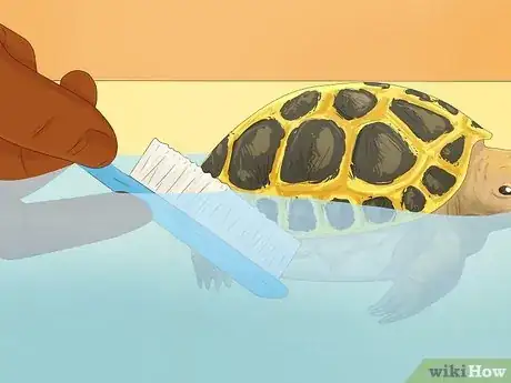Image titled Bathe a Russian Tortoise Step 10