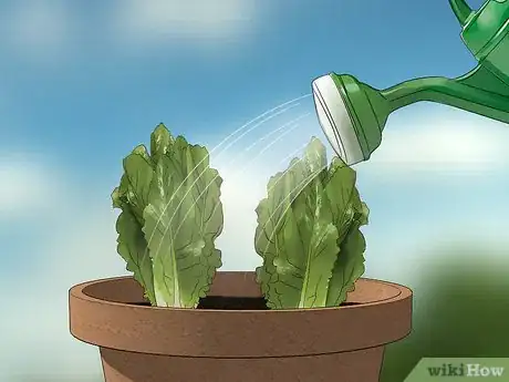 Image titled Grow Lettuce in a Pot Step 17