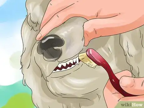 Image titled Be a Good Dog Owner Step 8