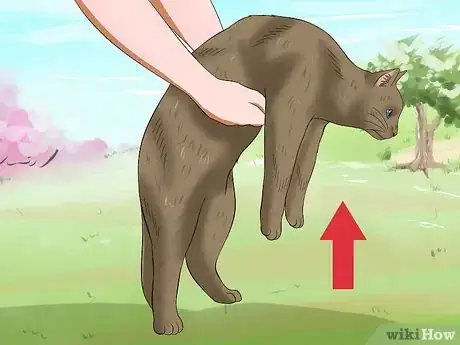 Image titled Carry a Cat Step 12