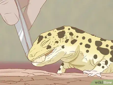 Image titled Hand Feed a Blind Leopard Gecko Step 3