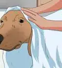 Bathe a Pregnant Dog