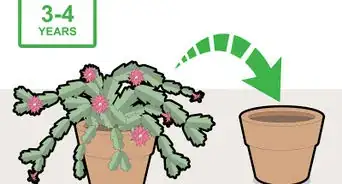 Prune a Christmas Cactus