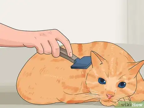 Image titled Keep Cats from Shedding Step 1