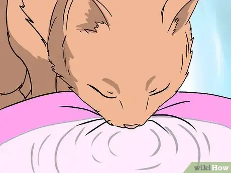 Image titled Deal with Hair Loss in Cats Step 12