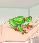 Care for Tree Frogs