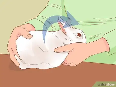 Image titled Show Rabbits Step 17