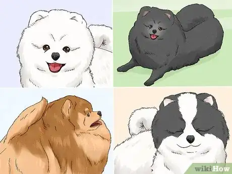 Image titled Identify a Pomeranian Step 8