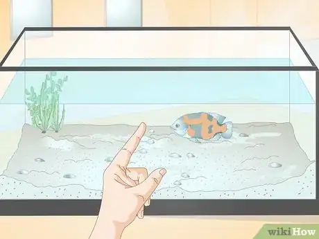 Image titled Train Your Fish to Do Tricks Step 1