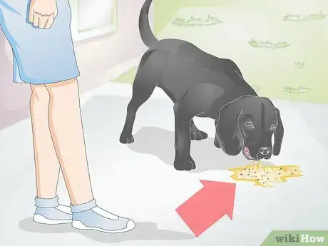 Image titled Diagnose Yellow Foamy Vomit in Dogs Step 1