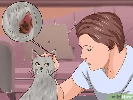 Image titled Get Rid of Ear Mites in a Cat Step 1