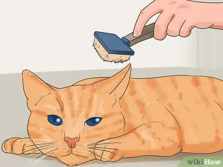 Image titled Keep Cats from Shedding Step 2