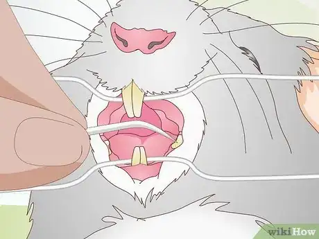 Image titled Diagnose Hamster Dental Problems Step 11