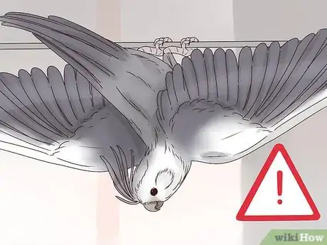 Image titled Understand Cockatiel Gestures Step 6