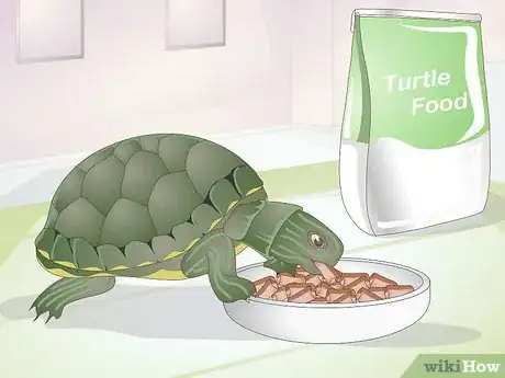 Image titled Feed a Baby Turtle Step 2