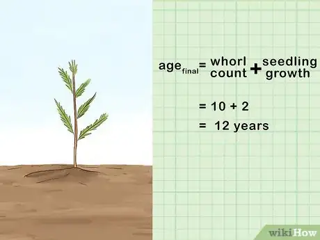 Image titled Determine the Age of a Tree Step 11