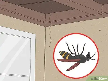 Image titled How Long Do Wasps Live Step 4