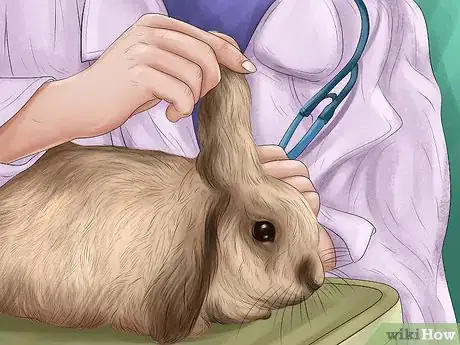 Image titled Treat Snuffles (Pasteurella) in Rabbits Step 1