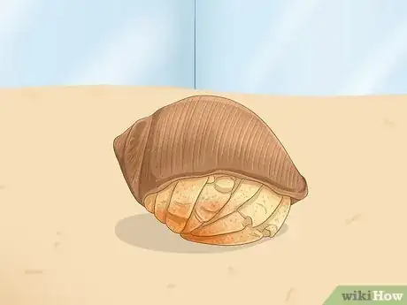 Image titled Hold a Hermit Crab Step 7