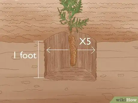 Image titled Plant Cedar Trees Step 10