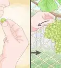 Grow Grape Vines