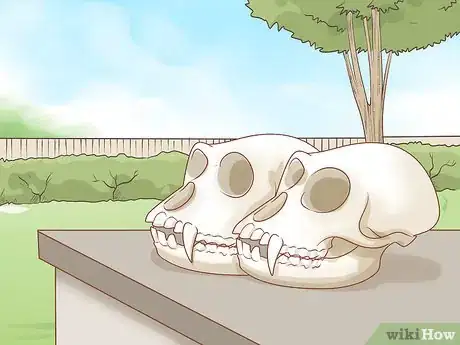 Image titled Clean Bones Step 13