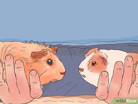 Image titled Care for Multiple Guinea Pigs Step 7