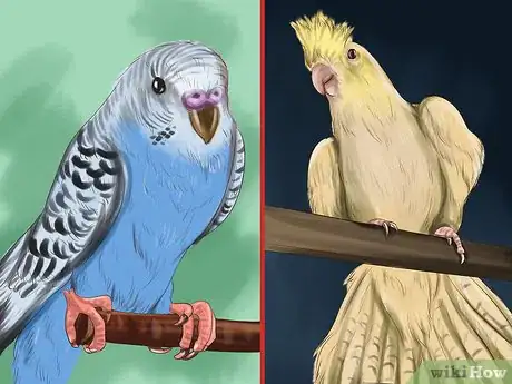 Image titled Choose a Parrot Step 1